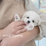 김해 강아지분양 고양이분양 베베몽