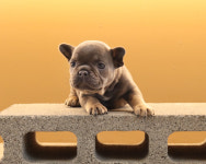 퍼피당강아지 안산본점