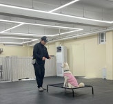 플레이독 애견유치원