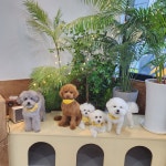 프리댕 애견유치원 / 호텔 / 미용