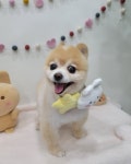 자연스럽개