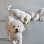 프리댕 애견유치원 / 호텔 / 미용