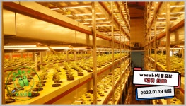 wasabi식물공장 와사비팜