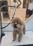 헤어컹컹