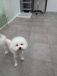 블리스펫츠