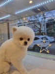 폼나개반려견미용샵