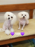 펫프렌즈 호텔 미용