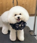 피플앤독