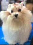 피플앤독