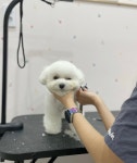 스마일댕