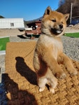 온정