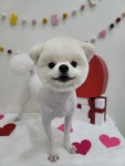 자연스럽개