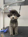 블리스펫츠