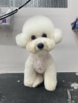 블리스펫츠