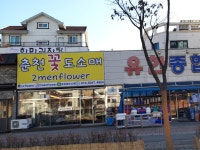 춘천꽃집 춘천꽃도소매 조은생화
