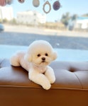 몽블리 펫샵