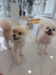 주주펫살롱