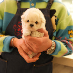 부산강아지분양 테디럽 명지본점