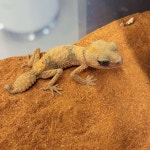 파충류샵 렙타일스테이션