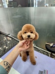 바나개