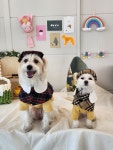 다녀오개