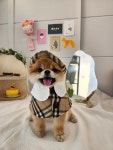 다녀오개