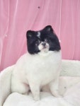 유앤독