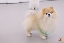 퍼피스프링 강서점