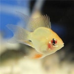 가성아쿠아홈펫