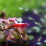 가성아쿠아홈펫