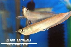 가성아쿠아홈펫