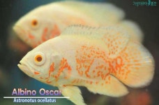 가성아쿠아홈펫