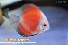 가성아쿠아홈펫