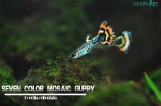 가성아쿠아홈펫