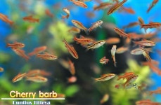 가성아쿠아홈펫