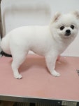 멍멍이와야옹이