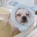 메리그루밍