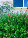 산들바람