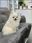 푸르댕 2산단점