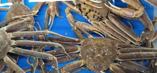 다팜큰바다수산