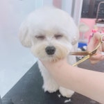 메리그루밍