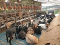 남원흑염소농장