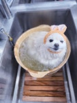 이뿌고이뿌개
