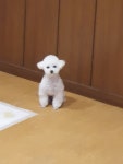 펫하우스V