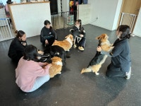 힐링독반려견센터