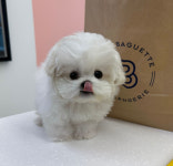 마마스미독 강아지분양 김해점