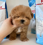 마마스미독 강아지분양 김해점