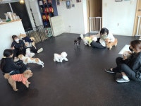 힐링독반려견센터