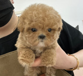 마마스미독 강아지분양 김해점