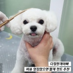 다정한개아빠